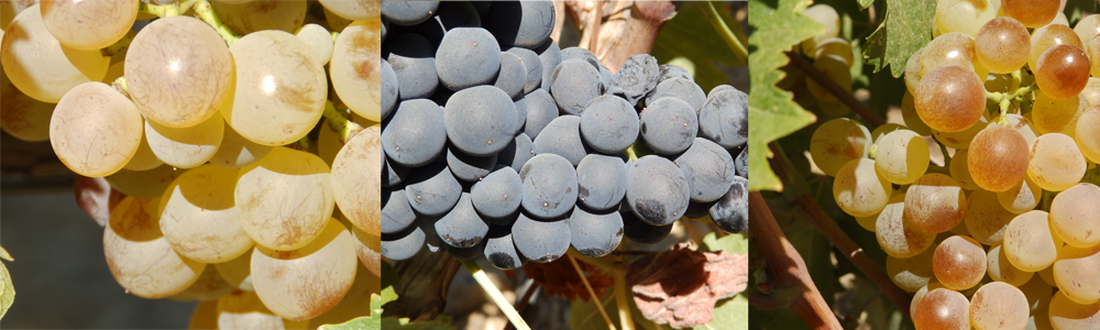 Domaine Les Fouques Côtes de Provence