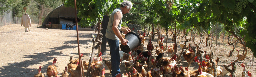 Domaine Les Fouques Volailles