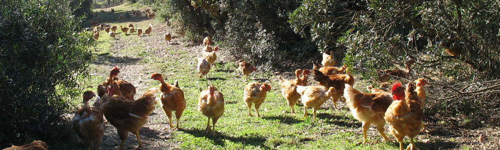 Domaine Les Fouques Volailles