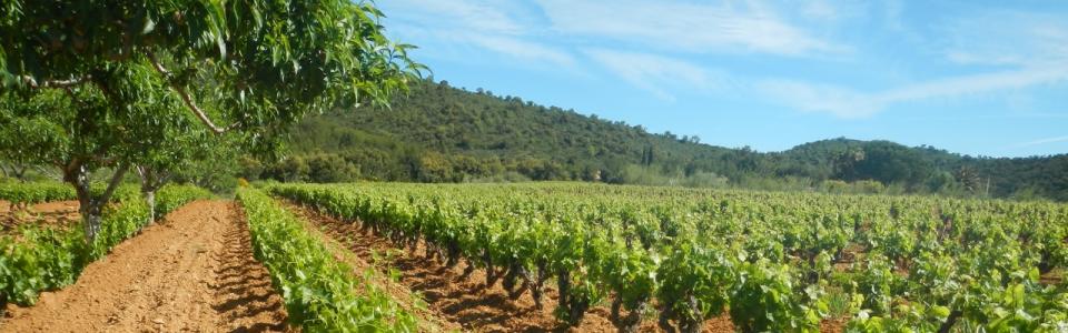 DOMAINE DES TROIS CHENES